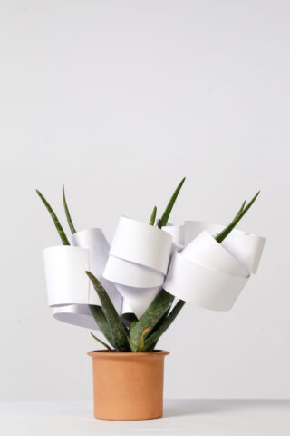 Eine Aloe-Vera-Pflanze im Topf, deren Blätter in gewellte weiße Papierblätter eingewickelt sind, vor einem schlichten weißen Hintergrund.