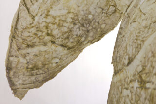 Nahaufnahme von zwei durchscheinenden, strukturierten und geäderten Oberflächen mit einem blassen gelbgrünen Farbton vor einem schlichten weißen Hintergrund.