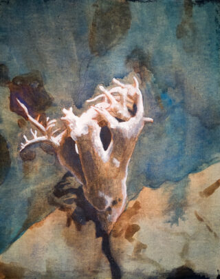 Ein weißes Korallenfossil liegt auf einer sandigen Oberfläche unter Wasser und wirft einen Schatten vor einem blaugrünen Hintergrund.