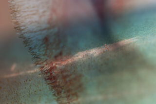 Nahaufnahme der Oberfläche eines grünen Kaktus mit kleinen Stacheln und feinen Details, wobei unscharfe Bereiche einen abstrakten Effekt erzeugen.