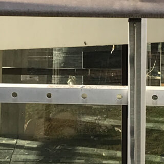 Ein kleiner weißer Vogel sitzt auf einem Metallträger vor einem Glasfenster, in dem sich eine Szene im Freien spiegelt.