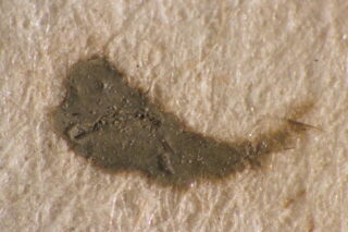 Nahaufnahme eines dunkelgrauen Flecks auf einer strukturierten, cremefarbenen Oberfläche, möglicherweise ein Fleck oder eine Markierung auf Papier oder Stoff.