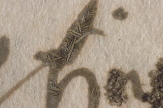 Nahaufnahme verblasster Tinte auf strukturiertem Papier, wobei auf den eingefärbten Bereichen Salzkristalle und komplizierte Muster sichtbar sind.