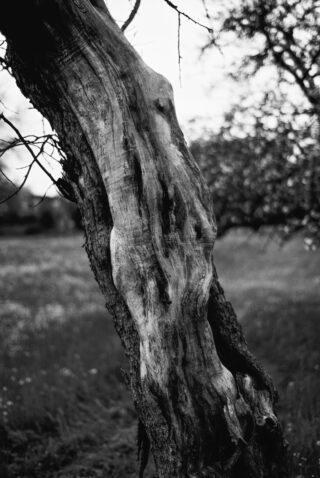 Schwarzweißfoto, das den strukturierten, verwitterten Stamm eines Baumes mit rauer Rinde und einer unscharfen Wiese im Hintergrund zeigt.