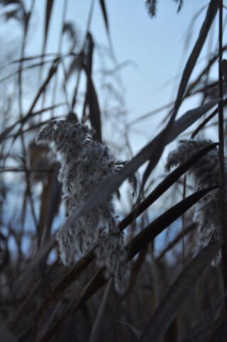 Nahaufnahme von hohem, trockenem Gras mit federartigen Samenständen auf einem Feld, aufgenommen bei schwachem, gedämpftem Licht vor blaugrauem Hintergrund.