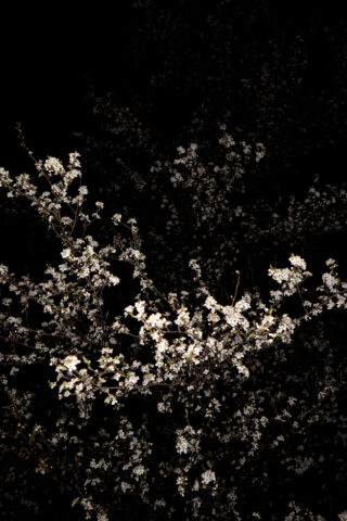 Weiße Kirschblüten auf Baumzweigen werden nachts vor einem dunklen, fast schwarzen Hintergrund beleuchtet.