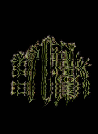 Mehrere Stiele mit kleinen weißen Blüten sind vertikal angeordnet und spiegeln sich im Wasser, wodurch wellige, verzerrte Spiegelbilder auf einem schwarzen Hintergrund entstehen.