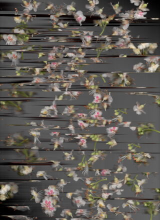 Weiße und rosa Blumen mit grünen Stielen werden vor einem grauen Hintergrund gezeigt und erscheinen durch horizontale digitale Störungen oder Streifen über das Bild verzerrt.