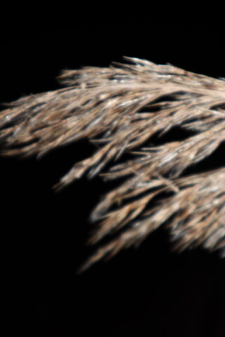 Nahaufnahme von getrocknetem, beigem Gras oder Weizenhalmen vor einem einfarbig schwarzen Hintergrund.