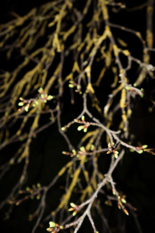 Nahaufnahme von Ästen mit neuen Knospen bei schwachem Licht, im Hintergrund sind weitere Äste und gelbliche Flechten zu sehen.