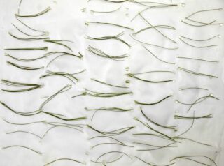 Dutzende Kiefernnadeln sind in Reihen auf einer weißen Oberfläche angeordnet, wobei jedes Paar durch kleine Tropfen eines durchsichtigen Klebstoffs an den Enden an seinem Platz gehalten wird.