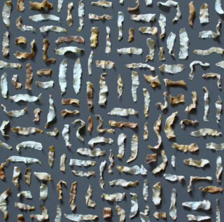 Reihen verschiedener getrockneter Schalenfragmente sind in einem gleichmäßigen Gittermuster auf einem grauen Hintergrund angeordnet.