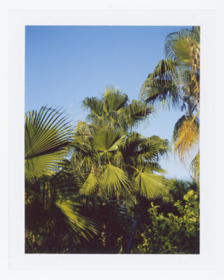 Hohe grüne Palmen mit fächerförmigen Blättern heben sich vor einem klaren blauen Himmel im hellen Sonnenlicht ab.