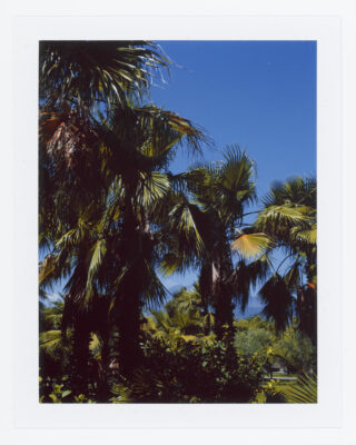 Hohe Palmen mit grünen Wedeln stehen unter einem klaren blauen Himmel, umgeben von dichtem Laub.