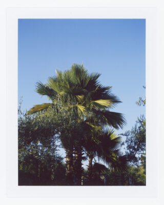 Polaroidfoto einer Palme mit grünen Wedeln vor einem klaren blauen Himmel, umgeben von anderen Bäumen.