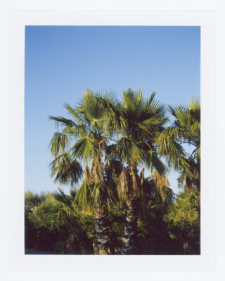 Eine Gruppe Palmen steht vor einem klaren blauen Himmel, wobei das Sonnenlicht die grünen Wedel hervorhebt.