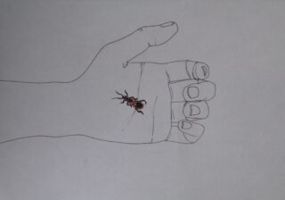 Eine Strichzeichnung einer Hand mit einem kleinen rot-schwarzen Insekt, das einem Feuerwanzen ähnelt und auf der Handfläche ruht.
