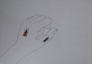Eine einfache Strichzeichnung einer Hand mit zwei roten und schwarzen Insekten auf dem Daumen und dem Handrücken, vor einem schlichten weißen Hintergrund.