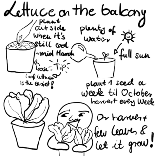 Schwarz-Weiß-Illustration mit handschriftlichen Tipps zum Salatanbau auf dem Balkon, einschließlich Bewässerung, Sonnenlicht, Pflanzzeiten und Erntevorschlägen, mit einfachen Zeichnungen von Salat und Werkzeugen.