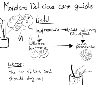 Handgezeichnete Pflegeanleitung für Monstera Deliciosa mit Angaben zum Licht- und Wasserbedarf sowie Abbildungen zur Fensteranordnung und Bodentrockenheit.