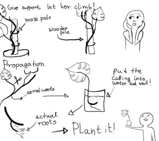 Handgezeichnetes Diagramm zur Vermehrung der Monstera: Den Stamm mit Luftwurzeln abschneiden, ins Wasser stellen, auf richtige Wurzeln warten und dann einpflanzen; inklusive einer Kletterstange.
