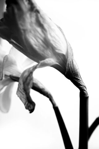 Nahaufnahme, Schwarzweißbild von zwei verwelkten Blütenblättern auf dunklen Stielen vor hellem Hintergrund.