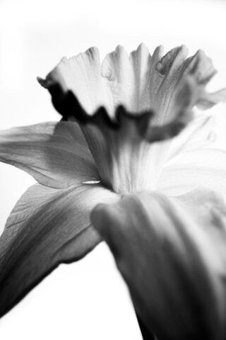 Nahaufnahme einer Narzissenblüte in Schwarzweiß mit detaillierten Blütenblättern und trompetenförmiger Krone vor einem schlichten Hintergrund.