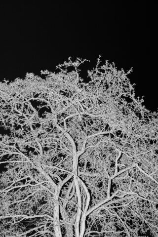 Ein blattloser Baum mit verschlungenen Ästen wird vor einem schwarzen Hintergrund fotografiert, wodurch ein kontrastreicher, monochromer Effekt entsteht.