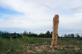 Ein abgetragener Holzpfosten steht aufrecht auf einer Wiese, überall liegen Holzspäne verstreut, im Hintergrund ist ein grüner Behälter zu sehen.