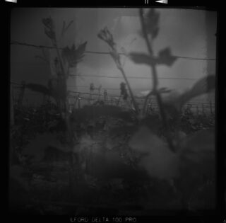 Schwarzweißfoto von Pflanzen mit unscharfen Blättern und Stängeln im Vordergrund, Spalierdrähten und bedecktem Himmel im Hintergrund.