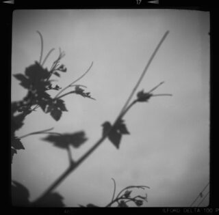 Schwarzweißfoto von unscharfen Pflanzenstängeln und Blättern vor einem schlichten Himmel, an den Rändern ist der Rand eines fotografischen Films sichtbar.