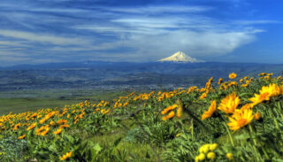 Ein Feld mit gelben Wildblumen auf einem Hügel mit einem schneebedeckten Berg in der Ferne unter einem blauen Himmel mit dünnen Wolken.