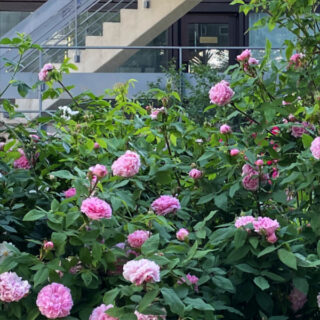 In einem Garten vor einer Betontreppe und einem modernen Gebäude wachsen rosa Rosen in voller Blüte.
