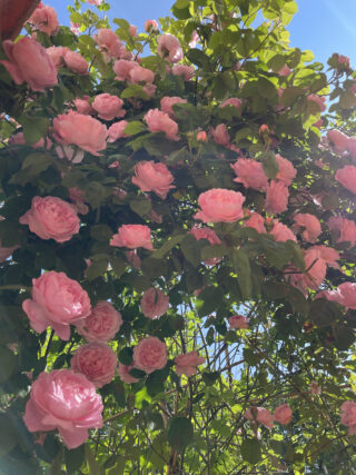 Rosa Rosen blühen an einer üppigen grünen Ranke im hellen Sonnenlicht mit einem klaren blauen Himmel im Hintergrund.