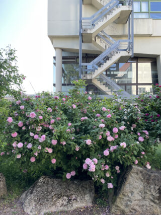 Vor großen Felsen und einem modernen Gebäude mit einer Außentreppe aus Metall wachsen Büsche mit rosa Blüten.