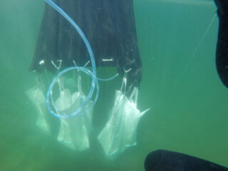 Ein Satz Plastiksammelbeutel, die an einem schwarzen Gerät unter Wasser befestigt sind und um die sich ein blauer Schlauch windet.