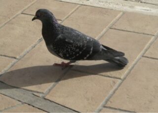 Eine Taube mit dunklem Gefieder steht auf einem hellbraunen Fliesenboden und wirft einen Schatten nach links.