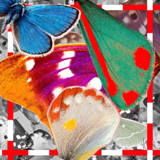 Mehrere bunte Schmetterlingsflügel, darunter blau, grün, orange und weiß, überlappen sich vor einem schwarz-weiß-roten geometrischen Hintergrund.