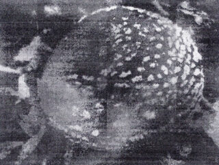 Nahaufnahme einer Spinne in Schwarzweiß mit geflecktem, rundem Hinterleib und sichtbaren, nach außen ragenden Beinen. Textur und Details sind körnig.