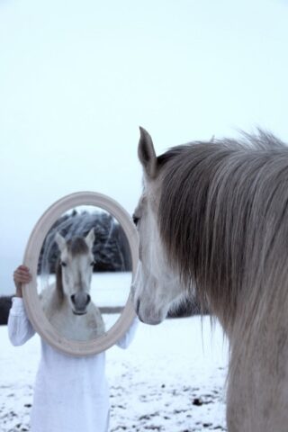 Eine Person in Weiß hält draußen im Schnee einen Spiegel, in dem sich das Gesicht eines hellgrauen Pferdes spiegelt, das davor steht.