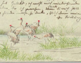 Über einer Abbildung von fünf Kranichen, die in seichtem Wasser stehen und waten, umgeben von Gras, ist handgeschriebener Text zu sehen.