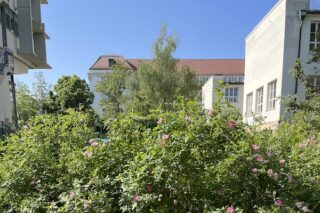 Grüne Büsche mit rosa Blüten im Vordergrund, im Hintergrund mehrere weiße Gebäude und Bäume unter einem klaren blauen Himmel.