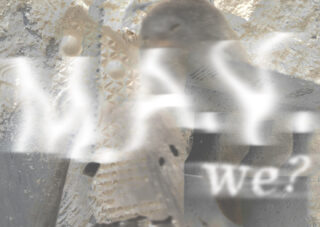 Auf einer felsigen Oberfläche liegt eine verschwommene Robbe, über deren Bild der halbtransparente, verzerrte weiße Text mit der Aufschrift „WARUM … wir?“ liegt.