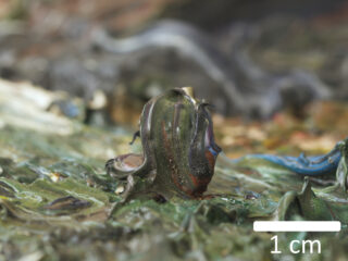 Nahaufnahme einer strukturierten, mehrfarbigen Farboberfläche mit einer erhabenen, abstrakten Farbformation; ein Maßstab zeigt 1 cm als Größenreferenz an.