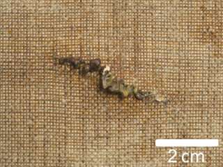 Nahaufnahme eines Risses in braunem Gewebe mit einer genähten Reparaturstelle und einem Maßstab von 2 Zentimetern als Referenz.