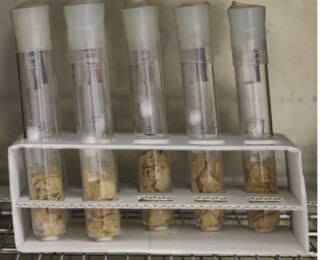 Fünf verschlossene Reagenzgläser, die jeweils Stücke eines beigen Materials enthalten, werden aufrecht in einen weißen Kartonhalter auf einem Metallgestell gestellt.