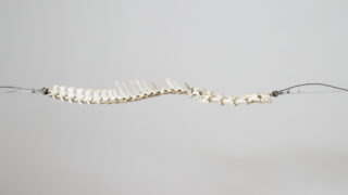 Vor einem schlichten, hellen Hintergrund ist ein Modell der menschlichen Wirbelsäule horizontal an beiden Enden mit Drähten aufgehängt.