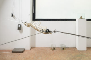 In einem minimalistischen Raum mit weißen Wänden, einem Fenster und Ausstellungsobjekten im Hintergrund hängt ein Wirbelskelett eines Tieres horizontal an Kabeln.