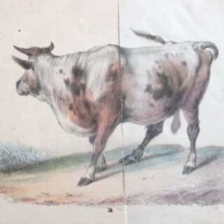 Eine Farbillustration einer Kuh mit Hörnern, die auf einem Stück Gras und Erde steht, von hinten und leicht von der Seite betrachtet.