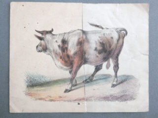 Eine farbige Illustration einer gefleckten Kuh, die auf Gras steht, von der Seite betrachtet, mit einer sichtbaren Falte in der Mitte des Papiers.